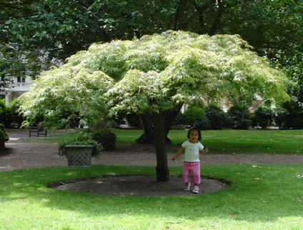 14 July tree in the square.jpg
